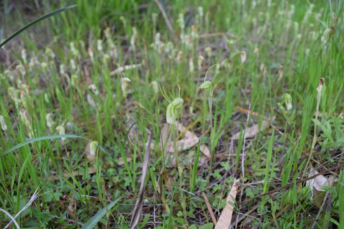 Pterostylis - Orchid-WFH-Sep-2018p0015.JPG